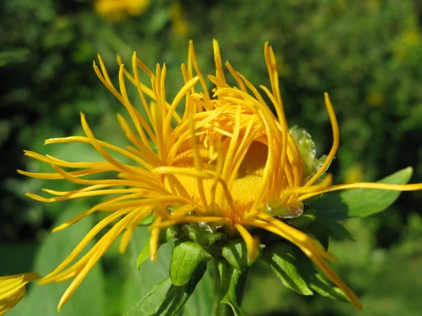 Schöne Botanische Aufnahme Natürliche Tapete — Stockfoto