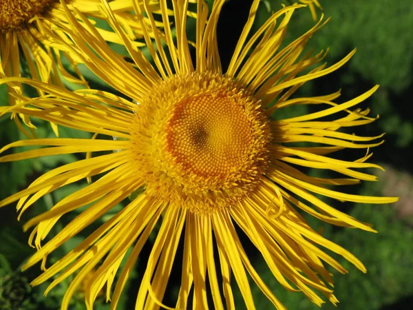 Όμορφα Ανθισμένα Λουλούδια Φόντο Της Φύσης — Φωτογραφία Αρχείου