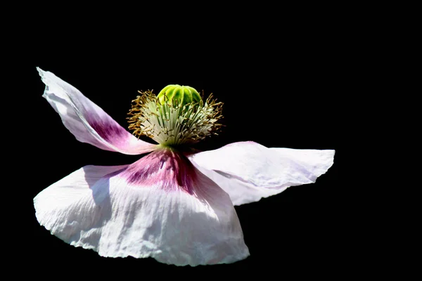 Zblízka Pohled Krásné Divoké Mák Květiny — Stock fotografie