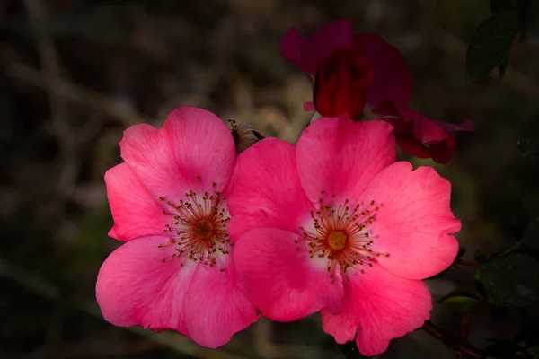 Mooi Botanisch Schot Natuurlijk Behang — Stockfoto