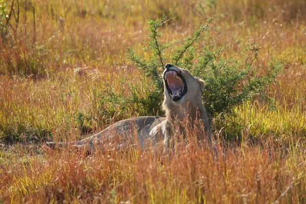 草丛中的美洲狮 — 图库照片