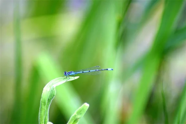 Přírodní Brouk Křídly Přírodní Hmyz — Stock fotografie