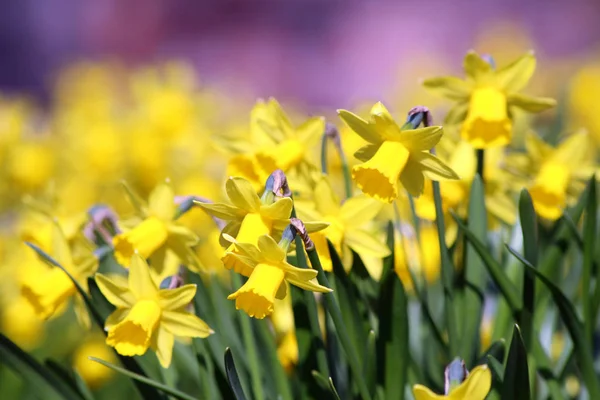 Narzissen Narzissen Frühlingsblume — Stockfoto
