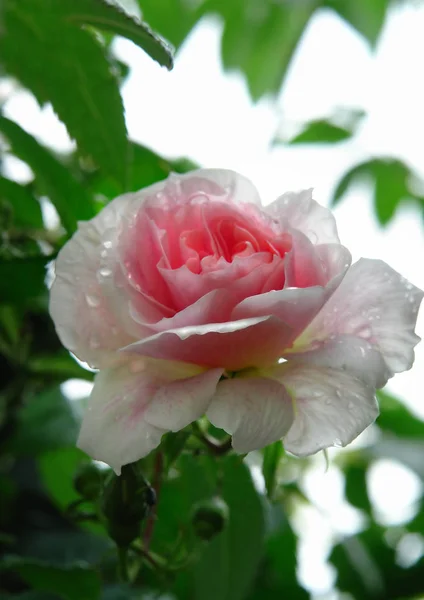 Róża Wspinaczkowa Kroplami Rosy — Zdjęcie stockowe