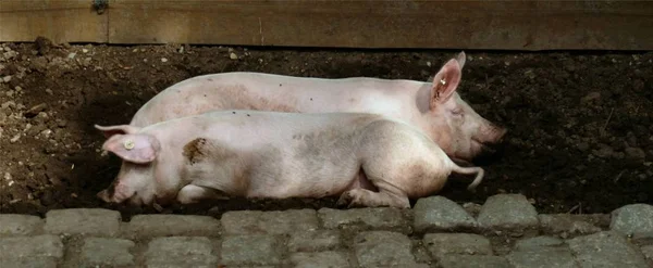 True Love Exists Only Pigs Together Muck Hold Lunch — Stock Photo, Image