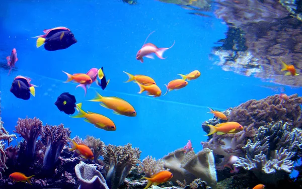 Poissons Tropicaux Faune Sous Marine — Photo