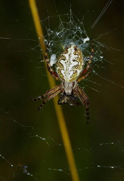 Läskigt Spindeldjur Rovdjur — Stockfoto