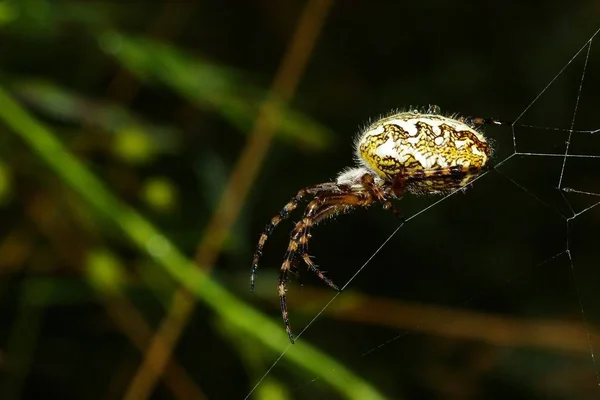 Spinnenspinnenweb Insectenvanger — Stockfoto