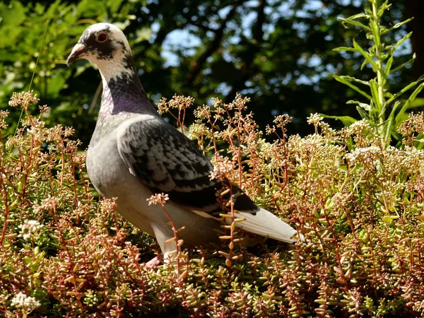 Beautiful Dove Desperately Wanted Picture Himself Posed Green Roof — Stock Photo, Image
