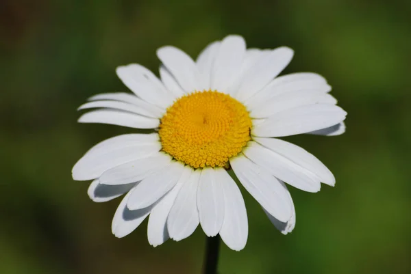 Malebný Pohled Krásné Marguerite Květiny — Stock fotografie