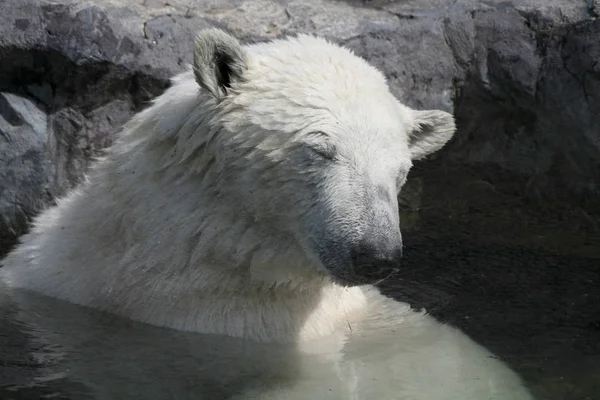 Белый Медведь Снегу — стоковое фото
