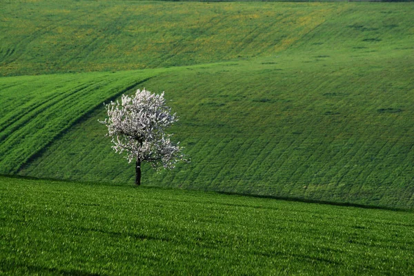 Kwitnące Drzewo Flora Przyrodnicza — Zdjęcie stockowe
