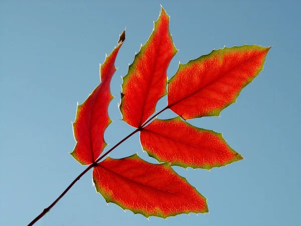 Hoja Otoño Follaje Temporada Otoño — Foto de Stock