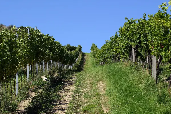 Piante Agricoltura Alberi Uva — Foto Stock