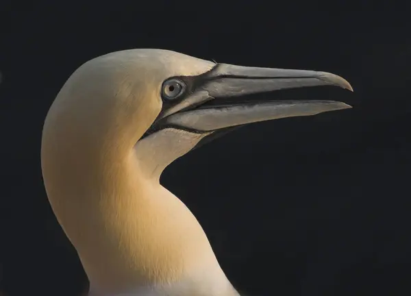 Aussichtsreicher Blick Auf Basstölpel Der Natur — Stockfoto