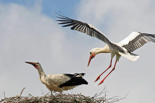 Storchenvogel Freier Wildbahn Natura Fauna — Stockfoto