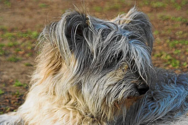 Porträt Eines Süßen Hundes — Stockfoto
