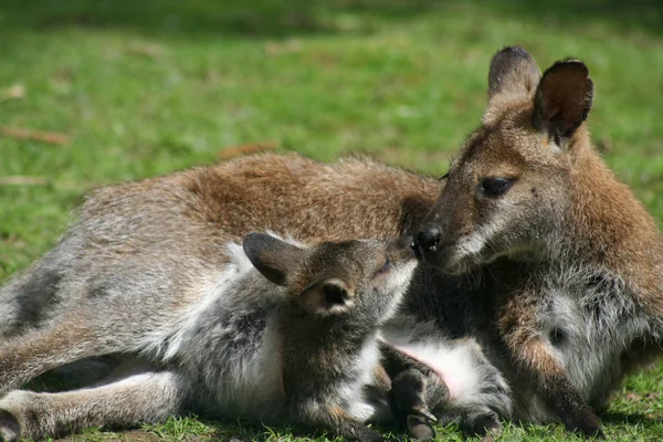 Kangourou Maman Avec Kiind — Photo