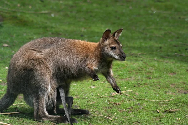 Lindo Canguro Animal Mamífero Australiano — Foto de Stock