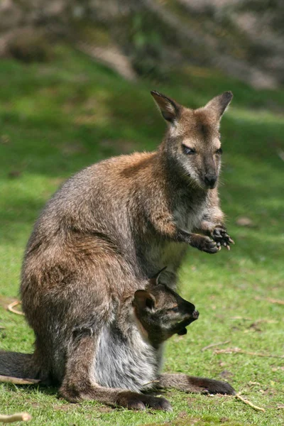 Animal Kangourou Mignon Mammifère Australien — Photo