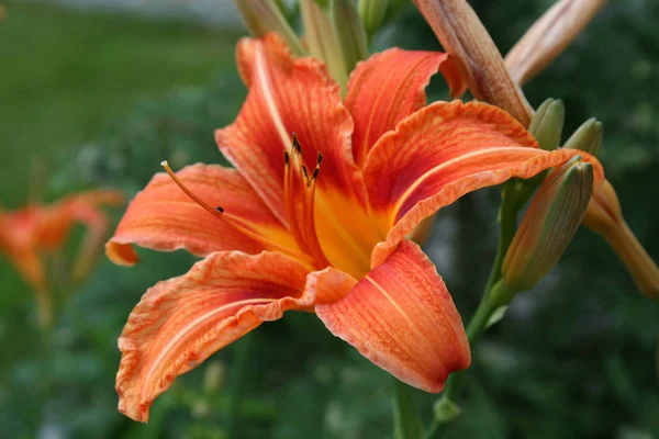 Lilies Most Elegant Also Demanding Sommerblumen Ihre Tall Slender Stems — Stock Photo, Image