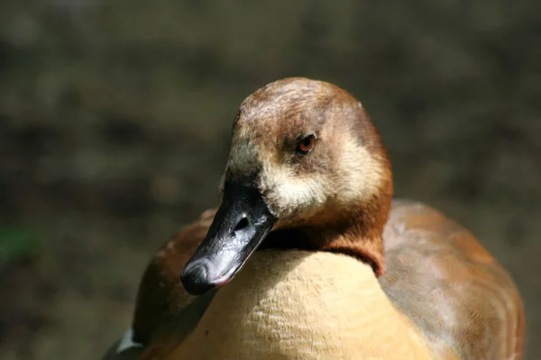 Grenaille Observation Canard Dans Nature Sauvage — Photo