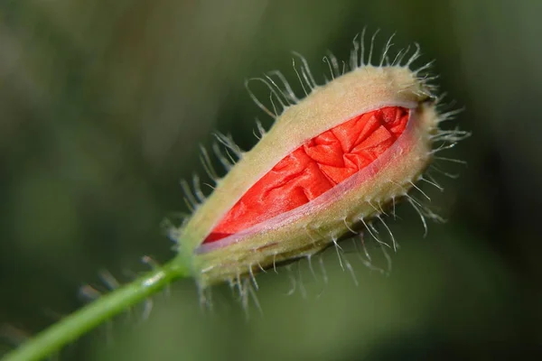 Vue Rapprochée Belles Fleurs Pavot Sauvage — Photo