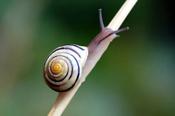 Hélice Molusco Caracol Animal Concha — Fotografia de Stock