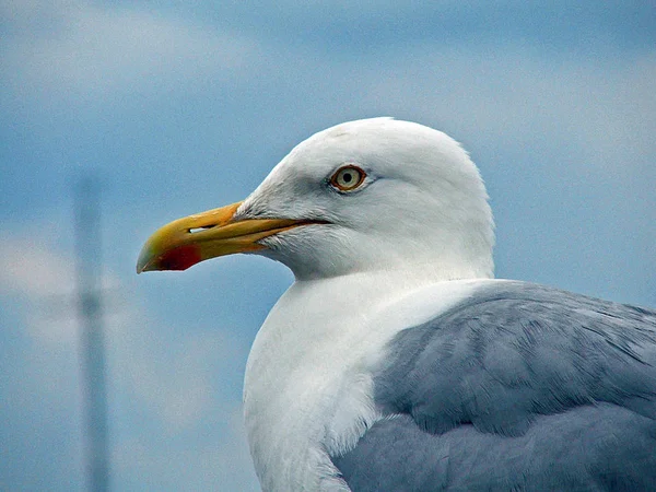 Scénický Pohled Krásné Roztomilé Racka Ptáka — Stock fotografie