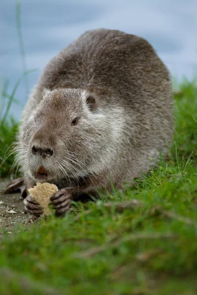 Nutria Animal Naturaleza Miocastor Coypus —  Fotos de Stock