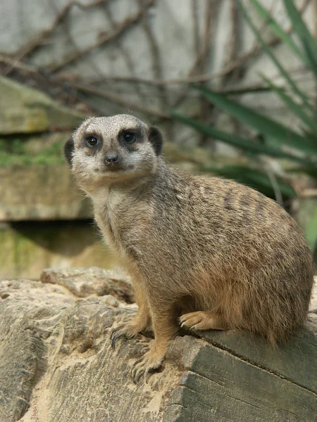 Meerkat Animal Suricatta — 스톡 사진