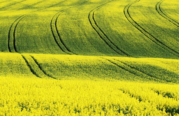 Vista Pittoresca Della Scena Della Natura — Foto Stock