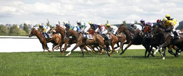 Horses Field — Stock Photo, Image