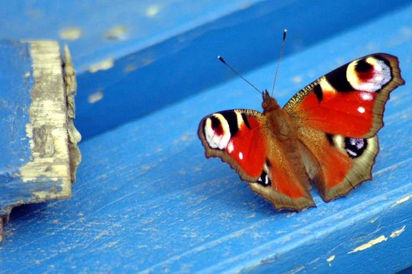 Inseto Borboleta Olho Pavão — Fotografia de Stock