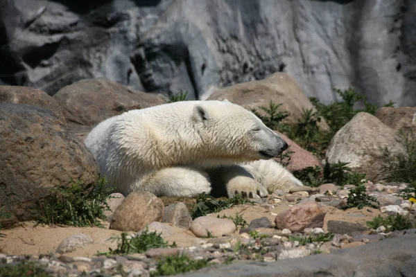 Арктичний Білий Полярний Ведмідь Хижак — стокове фото