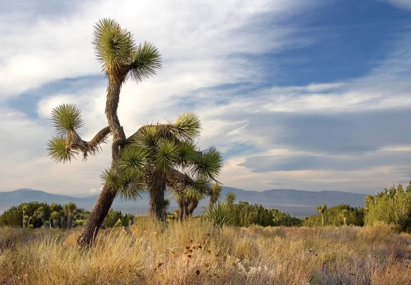 Beautiful View Nature Scenery — Stock Photo, Image