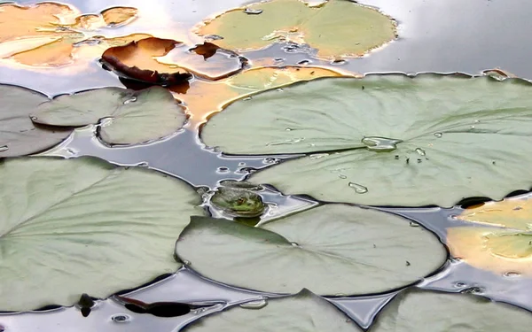 Pianta Del Fiore Giglio Acqua — Foto Stock