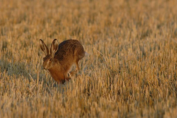 Tavşan Tavşan Doğada — Stok fotoğraf