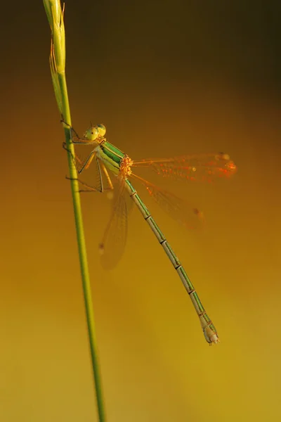 Νότια Σμαραγδένια Damselfly Επίπεδος Βραδινός Ήλιος Έφερε Φτερά Της Λάμψη — Φωτογραφία Αρχείου