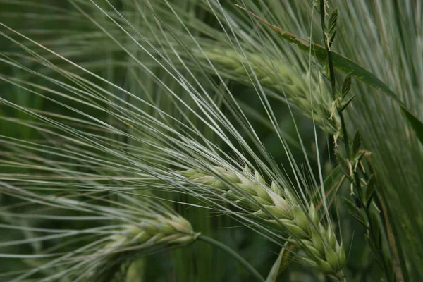 美丽的植物学照片 天然壁纸 — 图库照片