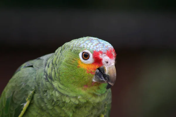 Schöne Aussicht Auf Den Papagei Der Natur — Stockfoto