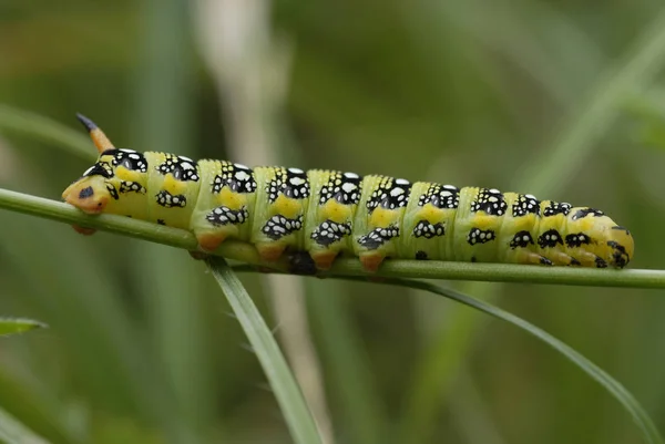 Raupeninsekt Kleiner Wurm — Stockfoto