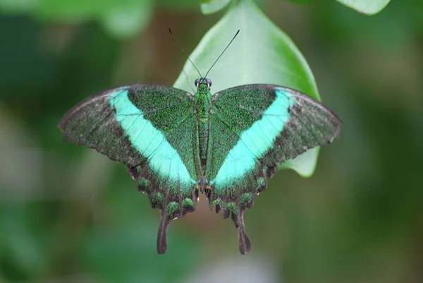 Närbild Insekter Vild Natur — Stockfoto