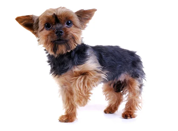 Söt Liten Yorkshire Terrier Hund — Stockfoto