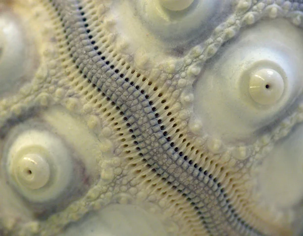 Sea Urchins Have Hollow Radially Symmetric Pentamer Internal Calcareous Skeleton — Stock Photo, Image