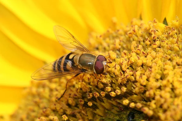 Vackra Blommor Blommigt Koncept Bakgrund — Stockfoto