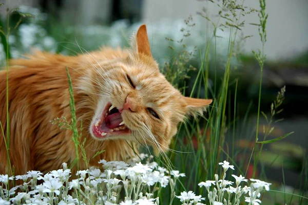 Eine Sehr Schöne Die Einzigen Versuche Das Gras Knabbern — Stockfoto