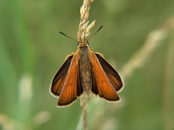 Malheureusement Sais Que Nom Papillon Ont Pas Trouvé Nulle Part — Photo