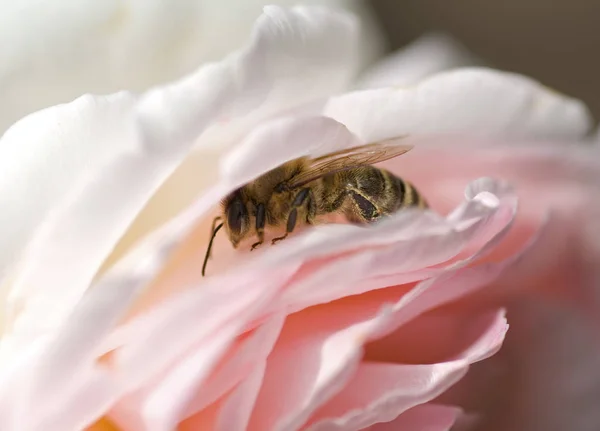 Primo Piano Bug Natura Selvaggia — Foto Stock