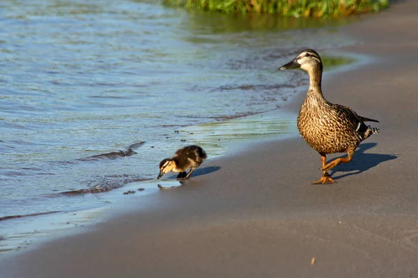 Vuelo Observación Aves Pato Naturaleza Salvaje — Foto de Stock